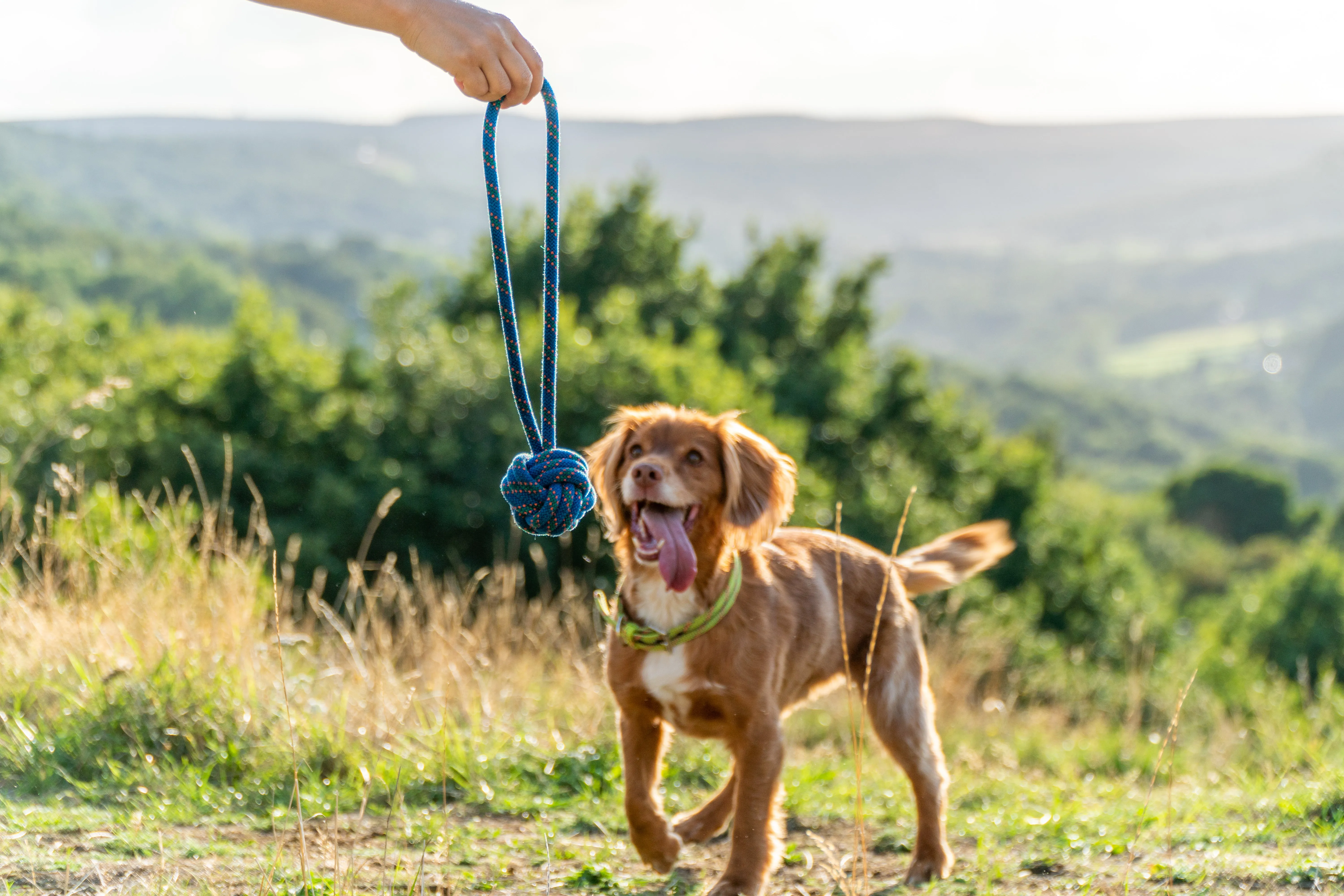Dog Toys Wholesale RRP £10