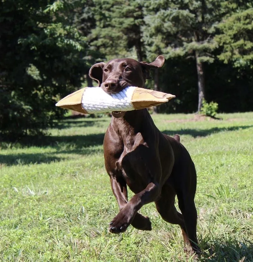 Leather Trout Crunch Dog Toy