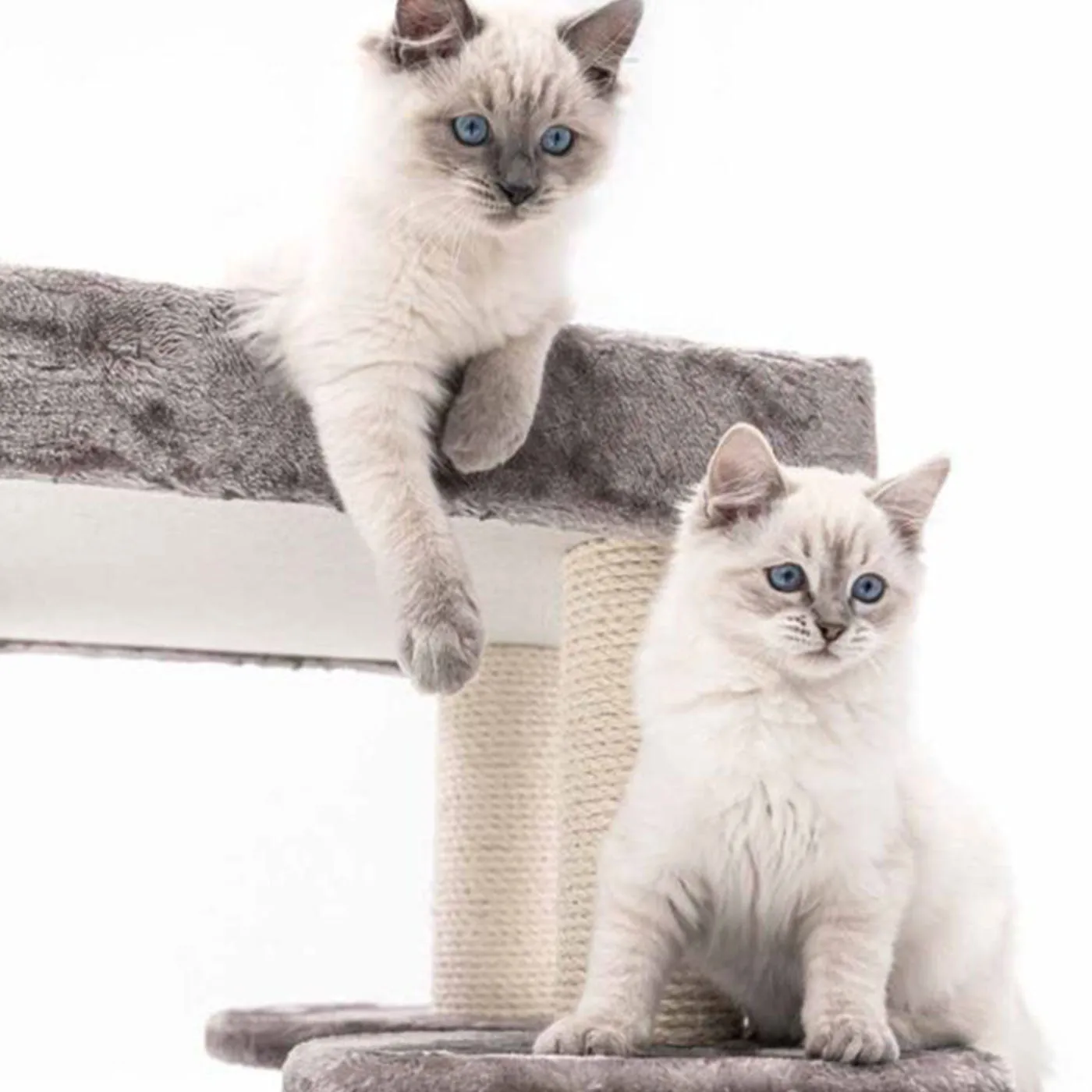 Little Rebels Tucson 61cm Cat Tree