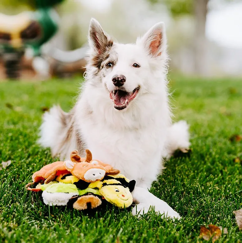Squeakie Crawler Dog Toy