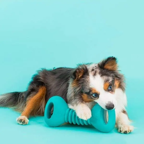 ZippyPaws ZippyTuff Squeakerz Dumbbell Dog Toy